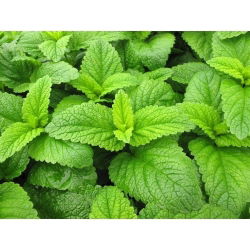 Lemon Balm, hạt Melissa - Melissa officinalis - 1000 hạt
