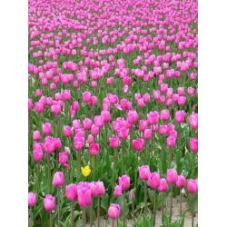 Tulipa Pink Diamond - Tulip Pink Diamond - 5 kvetinové cibule
