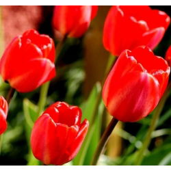 Tulipa Bahar Şarkısı - Tulipa Bahar Şarkısı - 5 ampul - Tulipa Spring Song