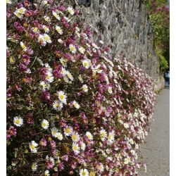 Meksikon Fleabane-siemenet - Erigeron karvinskianus - 390 siemeniä