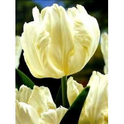 Tulipano White Parrot - pacchetto di 5 pezzi - Tulipa White Parrot