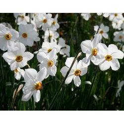 Narcis Actaea - Daffodil Actaea - 5 lukovica - Narcissus