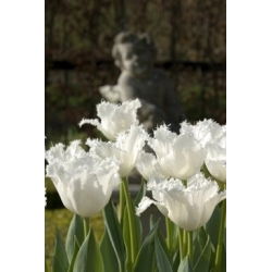 Tulipa Swan Wings - Tulip Swan Wings - 5 bulbs
