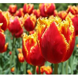 Tulipa Lambada - Tulip Lambada - 5 lampu