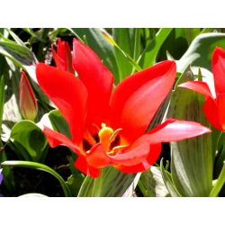 Tudung Merah Tulipa - Tudung Merah Tulip - 5 lampu - Tulipa Red Riding Hood