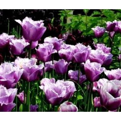 טוליפה אמריקן אנגל - טוליפ אמריקן אנגל - 5 בצל - Tulipa American Eagle