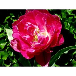 Tulipaner May Wonder - pakke med 5 stk - Tulipa May Wonder