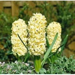 Rytinis hiacintas - City of Haarlem - pakuotėje yra 3 vnt -  Hyacinthus orientalis