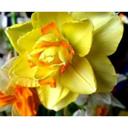 Narcis Tahiti - Narcis Tahiti - 5 lukovica - Narcissus