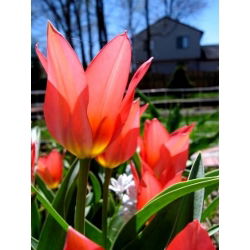 Tulpės Toronto - pakuotėje yra 5 vnt - Tulipa Toronto