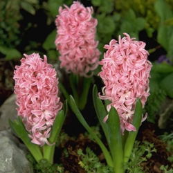 Hyacinthus Fondant - Fond de igienă - 3 bulbi - Hyacinthus orientalis