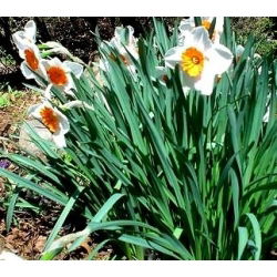 Narcis profesor Einstein - Narcisa Profesor Einstein - 5 lukovica - Narcissus