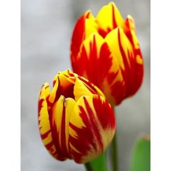 Tulipan Mickey Mouse - pakke med 5 stk - Tulipa Mickey Mouse