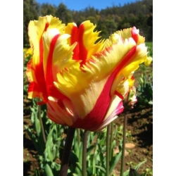 Tulipa Paraming Parrot - توليب Flaming Parrot - 5 لمبات - Tulipa Flaming Parrot