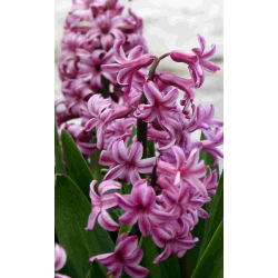 ผักตบชวาอเมทิส - 3 ชิ้น -  Hyacinthus orientalis