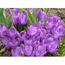 Crocus Remembrance - 10 bebawang