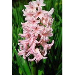 Hyacinthus "Lady Derby" - 3 bucăți - Hyacinthus orientalis
