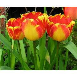 Tulipe Banja Luka - paquet de 5 pièces - Tulipa Banja Luka