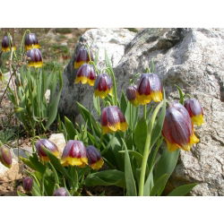 Crocus fox nho - Fox của nho fritillary fox nho - 5 củ giống -  Fritillaria