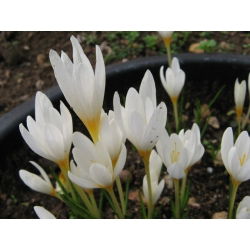 Crocus Ochroleucus - 10 bebawang