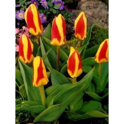 Tulipa Gluck - Tulip Gluck - 5 lampu