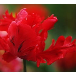 Tulipano Erna Lindgreen - pacchetto di 5 pezzi - Tulipa Erna Lindgreen
