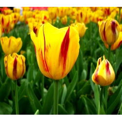 Tulipa Washington - paquete de 5 piezas
