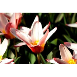 心郁金香 - Tulipa Heart