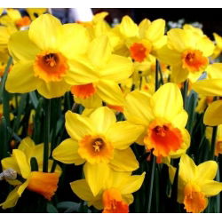 Jetfire Narcissus - Daffodil Jetfire - 5 لامپ