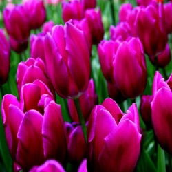 Tulipa Passionale - paquete de 5 piezas