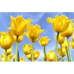 Royal Elegance tulip - 5 pcs. - Tulipa Royal Elegance