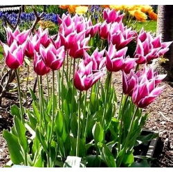 Tulipano Claudia - pacchetto di 5 pezzi - Tulipa Claudia