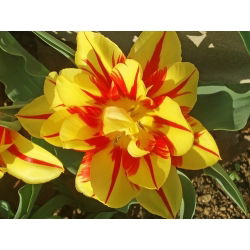 Tulipaner Monsella - pakke med 5 stk - Tulipa Monsella