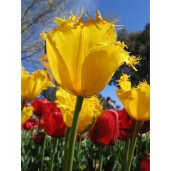 Tulipa Hamilton - Tulip Hamilton - 5 lampu