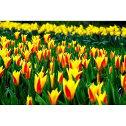 Tulipa Giuseppe Verdi - pacote de 5 peças
