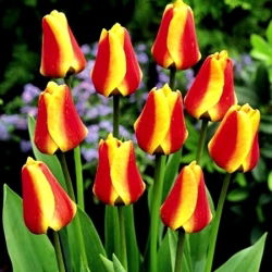 Tulipa Cape Cod - Тюльпан Кейп Код - 5 цибулин