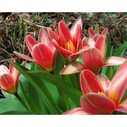 Tulipa Fashion - Tulip Fashion - 5 lampu