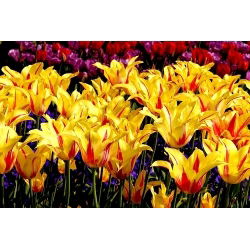 Tulp Mona Lisa - pakket van 5 stuks - Tulipa Mona Lisa