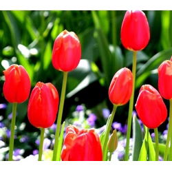 Tulipa Bahar Şarkısı - Tulipa Bahar Şarkısı - 5 ampul - Tulipa Spring Song