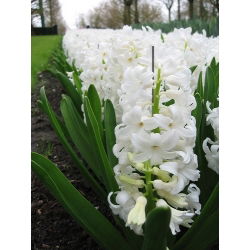 Rytinis hiacintas - Carnegie - pakuotėje yra 3 vnt -  Hyacinthus orientalis