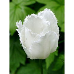 Tulipa Swan Wings - Tulip Swan Wings - 5 bulbs