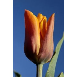 Fidelio Tulip - Tulip Fidelio - 5 lampu - Tulipa Fidelio