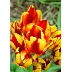Tulpės Colour Spectacle - pakuotėje yra 5 vnt - Tulipa Colour Spectacle