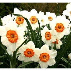 Narcis profesor Einstein - Narcisa Profesor Einstein - 5 lukovica - Narcissus