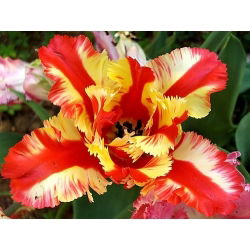 Tulipa Paraming Parrot - توليب Flaming Parrot - 5 لمبات - Tulipa Flaming Parrot