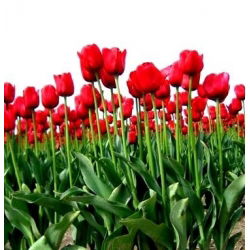 Tulipa Belanda - Tulip Belanda - 5 lampu - Tulipa Hollandia