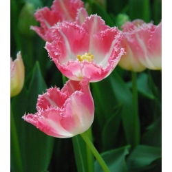 Tulipa Fancy Frills - Tulip Fancy Frills - 5 lampu