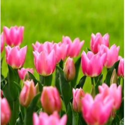 Tulipano China Pink - pacchetto di 5 pezzi - Tulipa China Pink