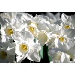 Narcissus navlaka za vuču - narcisa Mount Hood - 5 lukovica