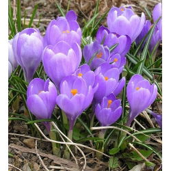 Crocus Remembrance - 10 bebawang